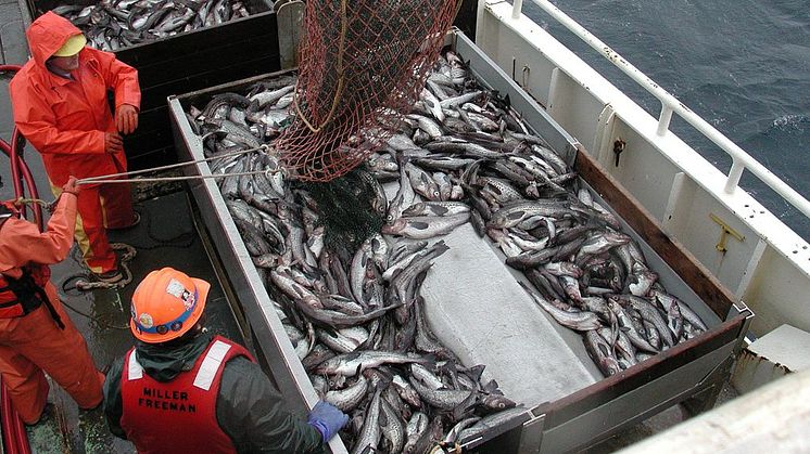 För att komma tillrätta med ohållbara metoder som överfiske och utsläpp har svenska forskare vid Stockholm Resilience Centre inlett ett samarbete med flera av världens största fisk- och skaldjursföretag. Foto: Wikipedia commons