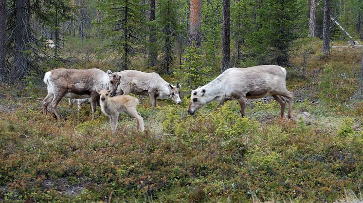Renar i Malå skogssameby i maj månad. Foto: Anna Skarin 