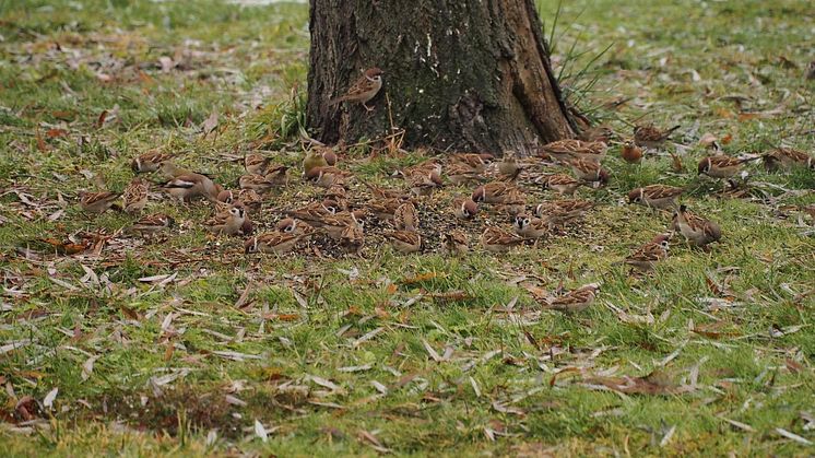 Meist sind mehrere Wildvogelarten an der Futterstelle zu sehen. Wie hier 5 auf einen Streich - Haussperling, Feldsperling, Grünfink, Kernbeißer, Bergfink.