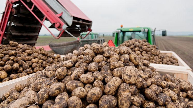 Mindre Potatis i Sverige och Europa