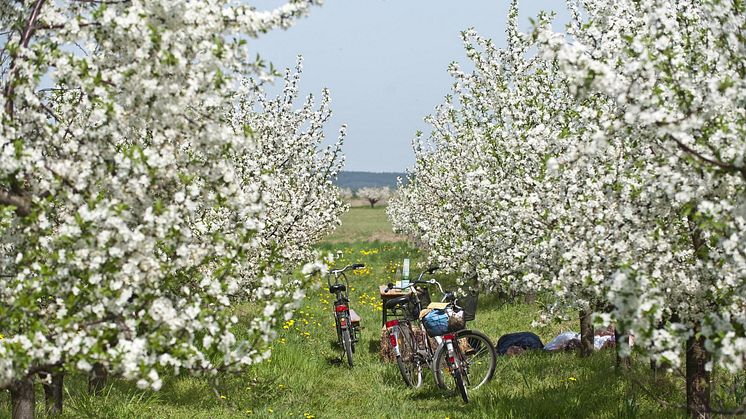 Der "Fontane.Rad"-Weg führt von Potsdam über Werder bis Oranienburg