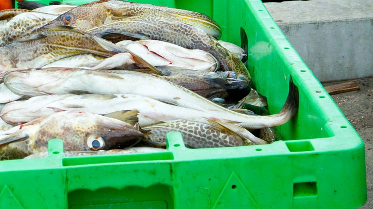 Fiskeavtal mellan EU och Norge för 2015  klart 