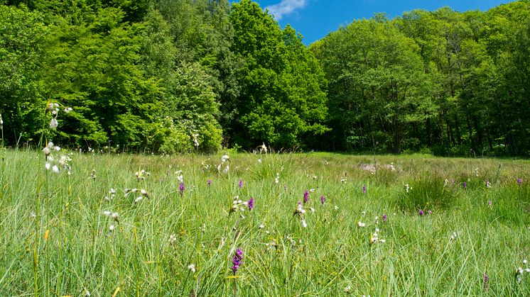 Vitabäckshällorna är ett av Sjöbo kommuns områden med värdefull flora och fauna. Bil: Per Nyström