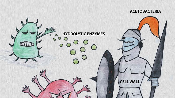 En ny struktur är funnen i cellväggen hos ättiksyrabakterier. Strukturen bildar en rustning mot enzymer från konkurrerande mikrober, och hjälper bakterien att undkomma immunsystem. Resultaten kan bana väg för nya behandlingsstrategier mot bakterier.