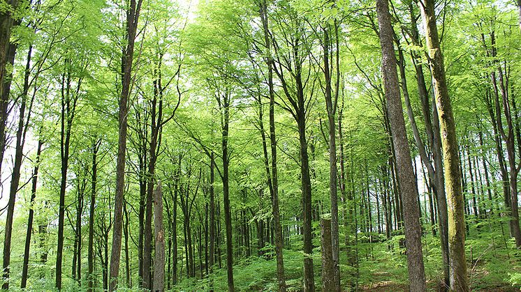 Temamånad med aktiviteter om skogen