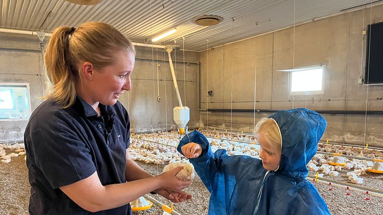 Vår 10-åriga reporter hälsar på inne i kycklingstallet. 