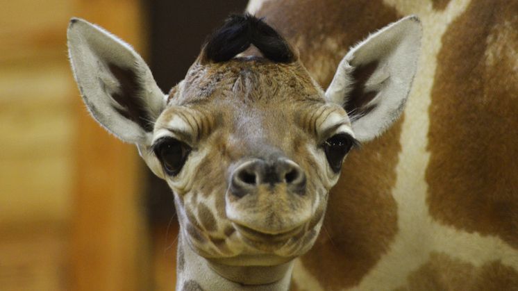 Vilken julklapp - Kolmårdens giraffkalv Pinocchio har fått en lillasyster