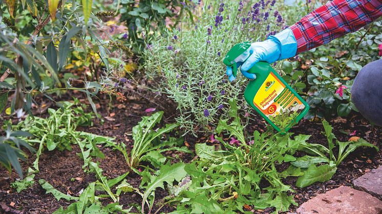 Déclarez la guerre aux mauvaises herbes sans plus tarder – avec Désherbant Polyvalent prêt à l’emploi Finalsan AF de Neudorff