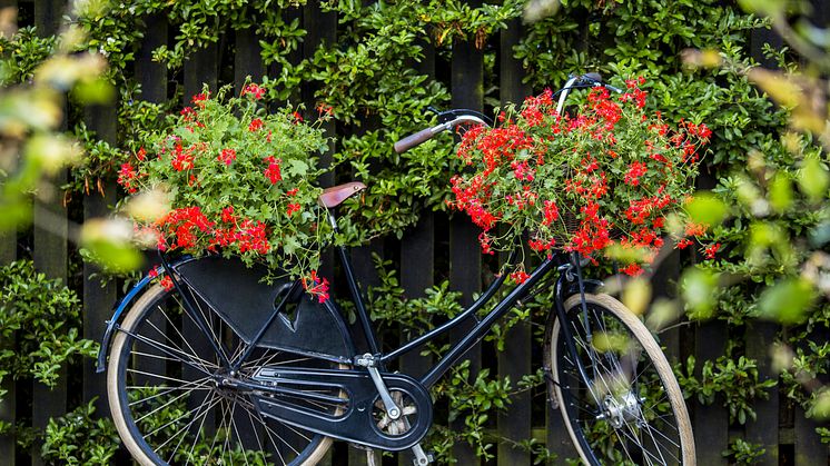 ”Sommaren skulle cykla omkull och skrapa knäna om det inte fanns pelargoner!” Ernst Kirchsteiger