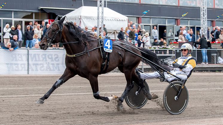 Önas Prince är den sjätte hästen som får en rosa biljett. Foto: TR Bild