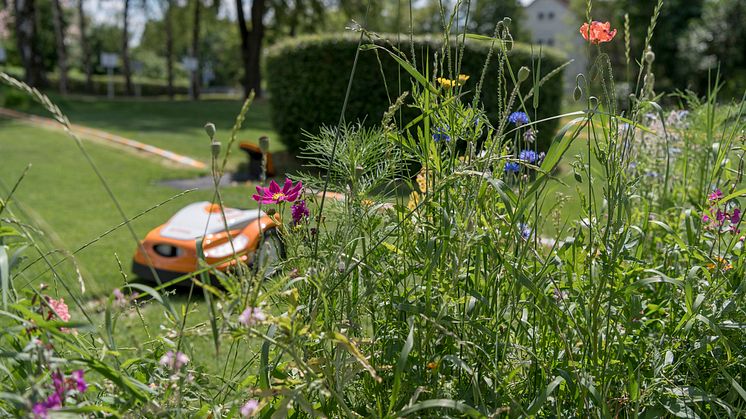 I sommeren 2020 lavede University of Hohenheim sammen med STIHL en undersøgelse af effekterne af forskellige klippemetoder på den biologiske mangfoldighed i græsplænens habitat.