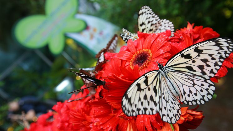 Butterfly garden