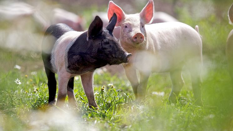 Rekordstor ökning av KRAV- grisar 2011