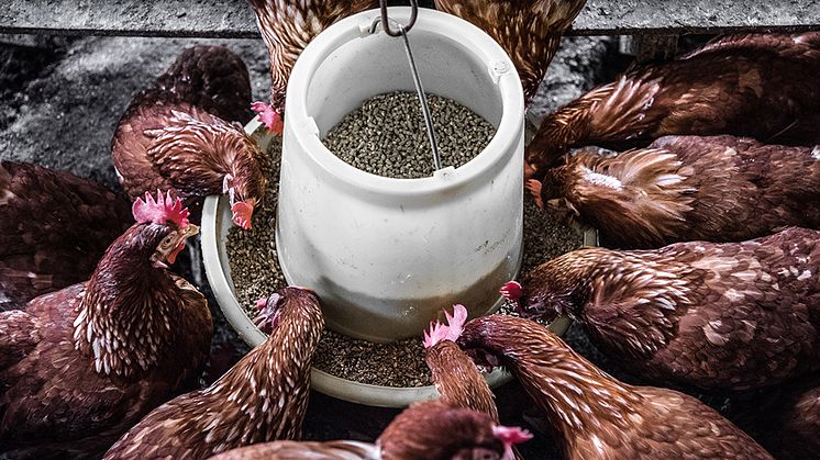 Biprodukter från matproduktion används som foder redan idag, men deras användning kan utökas, enligt den nya studien Foto: Arisa Chattasa via Unsplash