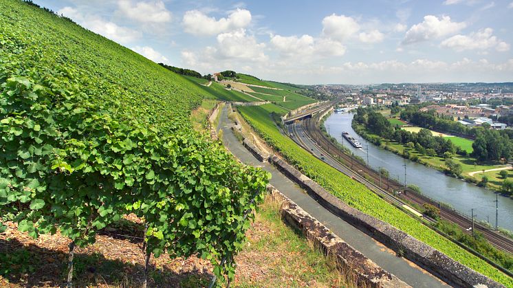 Vingården Würzburger Steins branta sluttning ligger i ett perfekt söderläge ovanför staden Würzburg. 