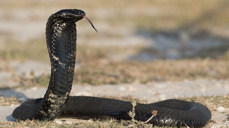 Black-necked spitting cobra - MND