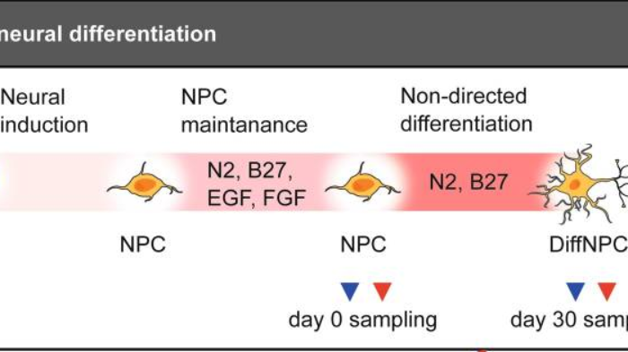 Bild från DNA methylation changes in Down syndrome derived neural iPSCs uncover co-dysregulation of ZNF and HOX3 families of transcription factors. DOI: 10.1186/s13148-019-0803-1