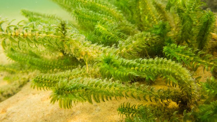 Vattenpest (Elodea canadensis). Bild från Shutterstock. 