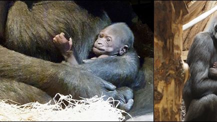 Den 12 september födde gorillahonan Kiburi en unge på Kolmården