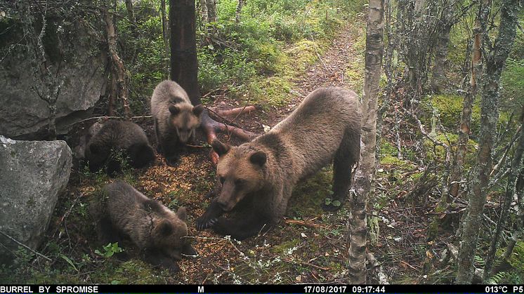 Björnhona med tre ungar, Ovansjö viltvårdsområde.