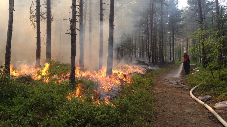 Nu börjar säsongen för naturvårdsbränningar i skogen