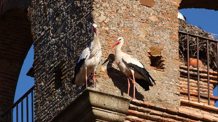 Storks in the historical center of Cáceres, Extremadura