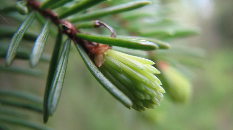 Skog i Molkom sparas från avverkning