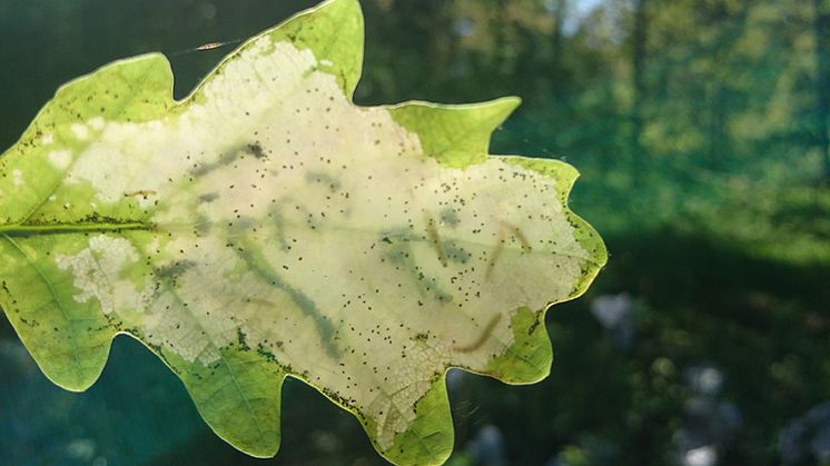 Larver av snedstreckad ekstyltmal ätandes inuti ett ekblad (fyra larver synliga i högra delen av bilden). Foto: Adam Ekholm