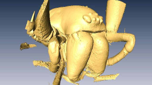micro-CT reconstruction of Spider