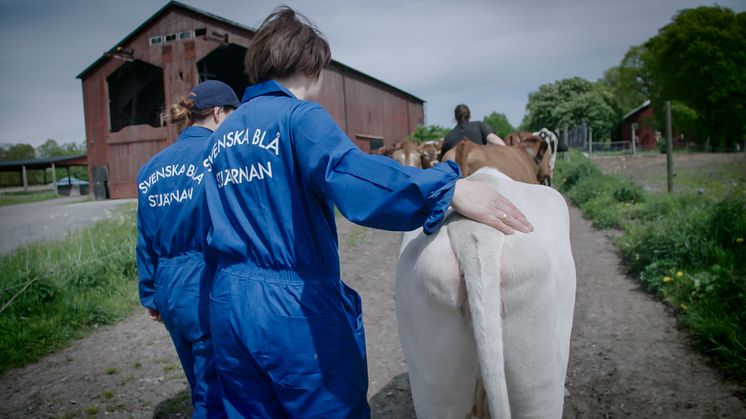 Svenska Blå Stjärnan i corona-beredskap