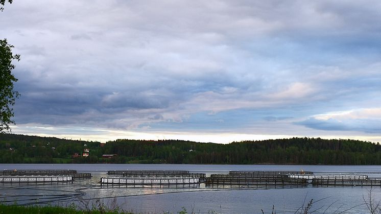 Glädjande nyheter, ökad livsmedelsproduktion i Sverige, nya miljötillstånd har meddelats för tre fiskodlingsföretag!