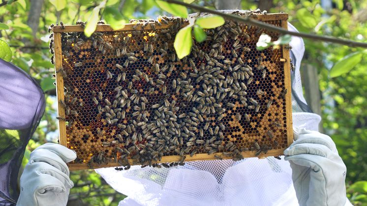 I bikupan finns hälsamma produkter som pollen, propolis och honung. Foto Anna Lind Lewin.