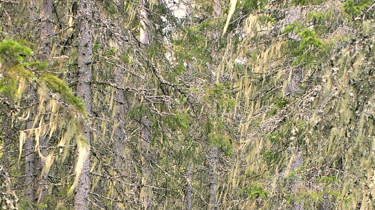 Äldre granskog i Risberget, rik på hänglav. Risberget är ett av de elva nya naturreservaten i Dalarna. Foto: Jan Bengtsson