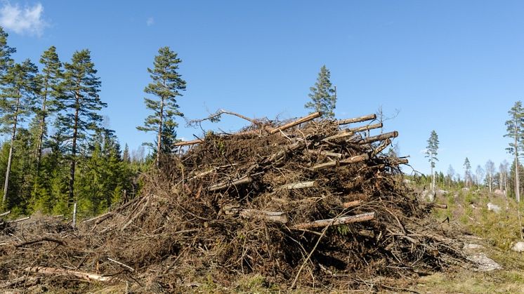 Förnybartdirektivet tillåter fortsatt användning av skogsrester