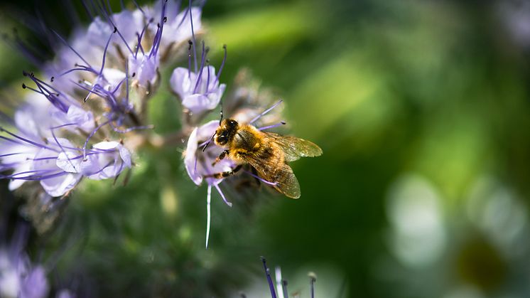 OLW och Felix ska få Skåne att blomstra 