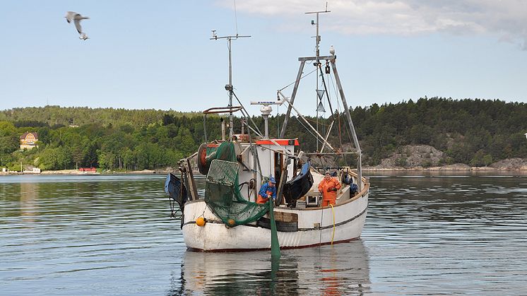 Trålning efter räka. Här används en trål med rist (galler). Trålen har en flyktöppning i taket genom vilken fisk och större skaldjur som inte kan passera ristgallret släpps ut. Foto: Mattias Sköld, SLU Aqua.