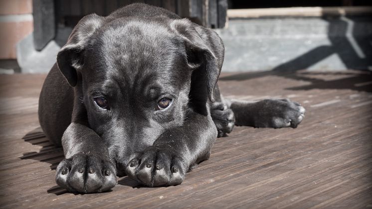 The Dog Days of Summer: August is the most popular month to insure a new pooch