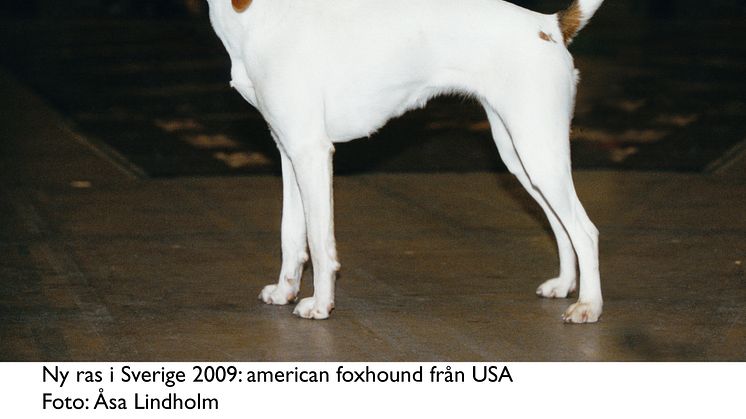 Ny ras i Sverige 2009 - american foxhound