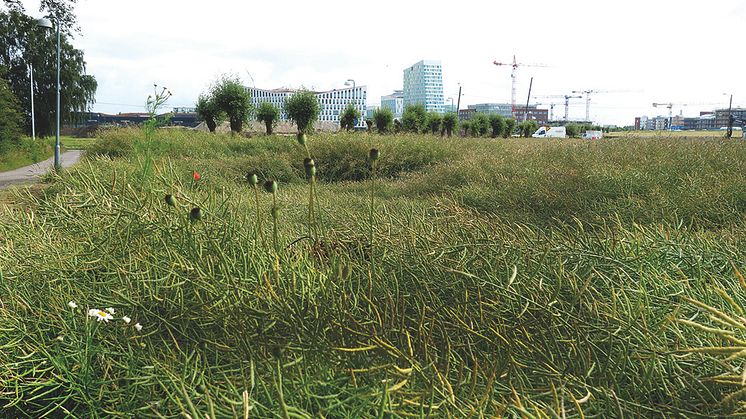 Vi presenterar vinnaren i projekttävlingen Hyllies största park