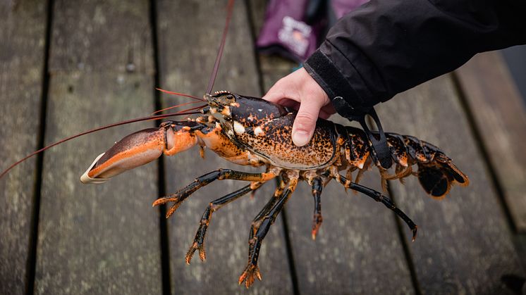 För hummer gäller minimimåttet 9 centimeter, mätt från ögonhålans bakkant till huvudsköldens bakkant, mätt parallellt med mittlinjen (så kallad carapaxlängd). Foto: Natalie Greppi