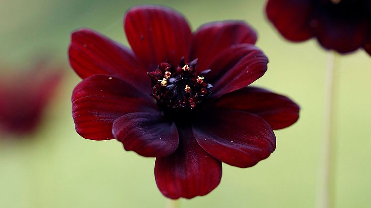 Chokladskära, Cosmos atrosanguineus: Doft och surr, som berör dina sinnen För att känna den härliga chokladdoften allra mest och för att få se mängder av pollinerare på nära håll, planterar du vid uteplatsen