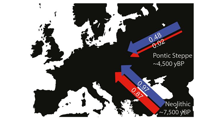 Manligt (blå) och kvinnligt (röd) bidrag vid de stora migrationerna under bronsålder/tidig yngre stenålder.