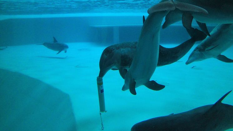 Forskning på Kolmården om delfiners akustiska landmärken