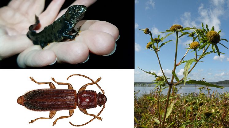 Vad har en större vattensalamander, reliktbock och grönskära gemensamt?