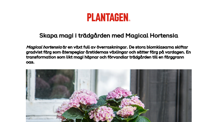 NYHETSBREV - Magical hortensia.pdf