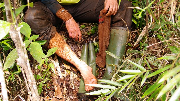 Som expert på dykarbaggar får man inte vara rädd att gå ner sig. Här Johannes Bergsten efter håvning i ett kärr i nationalparken Andasibe-Mantadia på Madagaskar. Foto: Rasa Bukontaite