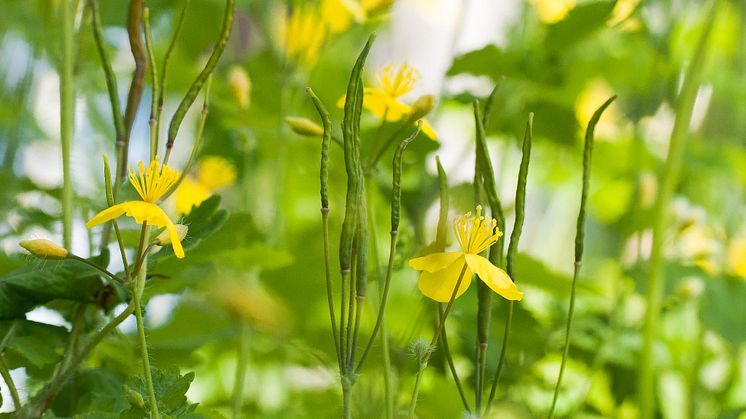 Skelört (Chelidonium majus) är en art med en sydlig (varm) utbredning i Sverige. (Foto: SLU)