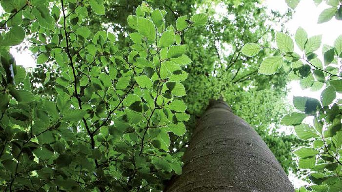 Skogen är populärare än någonsin trots minskad lönsamhet för skogsbruket 