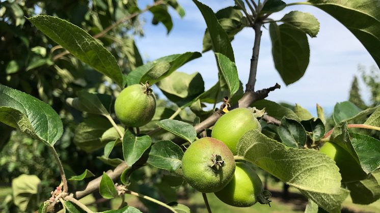 Äppelodlare oroliga för skörden