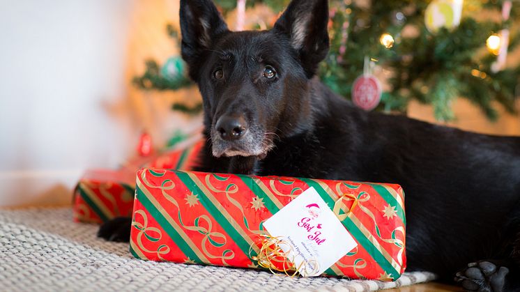 Hund med julklapp